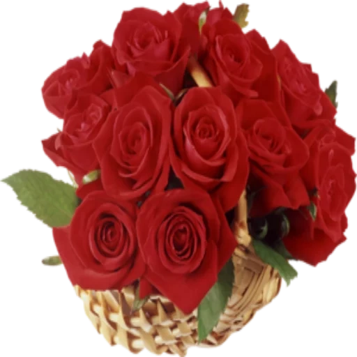 bouquet of roses, red roses, bouquet of red roses, bouquet of roses postcard