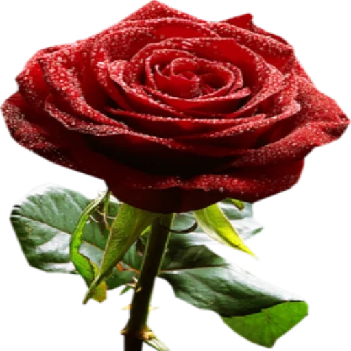 rose rose, futage roses, roses are red, the rose is brilliant, burgundy roses with a transparent background