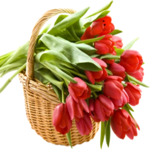tulips clipart, tulips postcard, basket with tulips, bouquets of flowers tulips, postcard flowers tulips