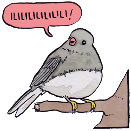 twitter, meme degli uccelli, passero psichedelico, uccello chiamato meme, meme del corvo del passero