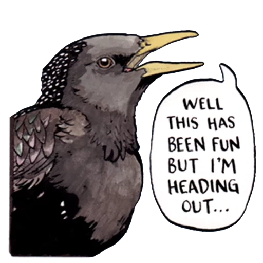 comics, comic raven, raven comic, comics about birds, bird of comfortic comic