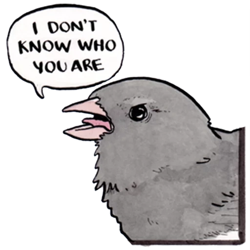 pigeon, bird mem, bird mem, evil pigeon, funny birds