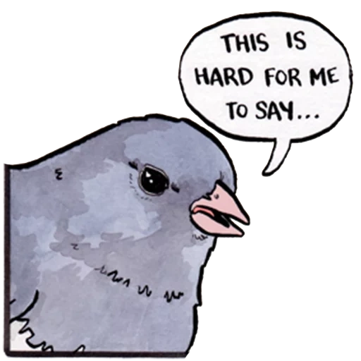 pigeon, bird mem, bird mem, funny birds, bird raven mem