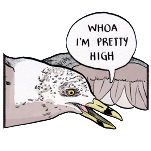 memes, memes jokes, bird seagull, the bird is funny, funny comics