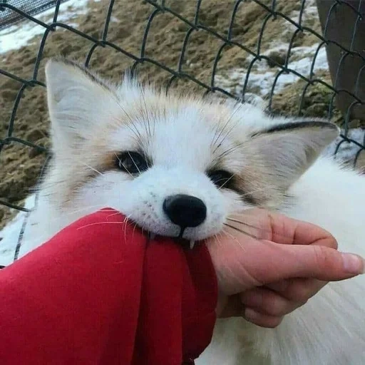 fox, fox fox, white fox, the fox is cute, fox coos
