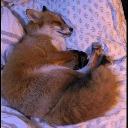 volpe, volpe, fox fox, fox kitsune, la volpe sta dormendo