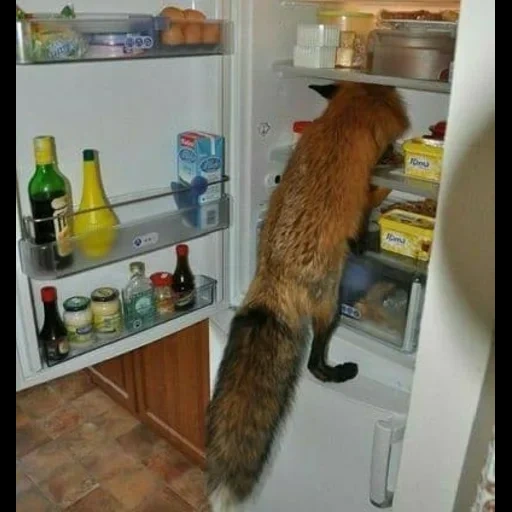 renard, blague de renard, renard maison, le chat est un réfrigérateur, animaux drôles