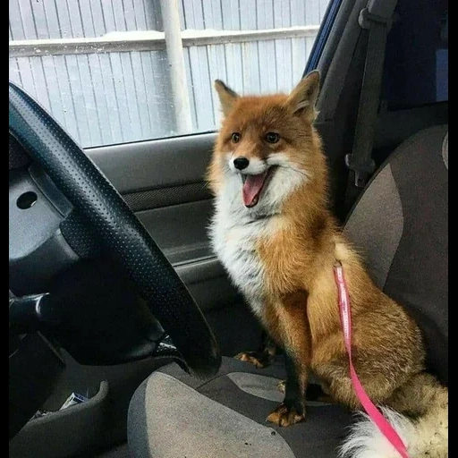 fox, fox fox, fox car, home fox, the fox is driving