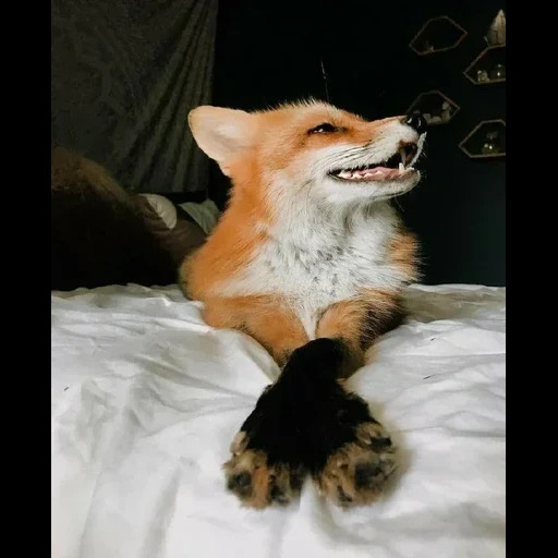 volpe, fox fox, la volpe è selvaggia, le volpi ride, fox felice