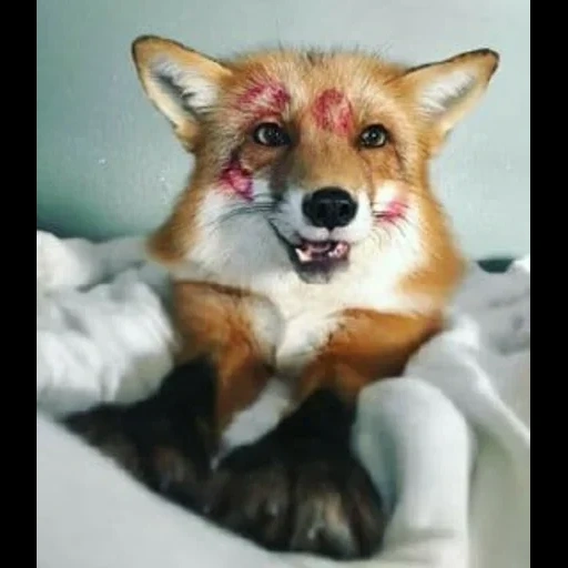 volpe, volpe, fox fox, fox fox, juniper fox