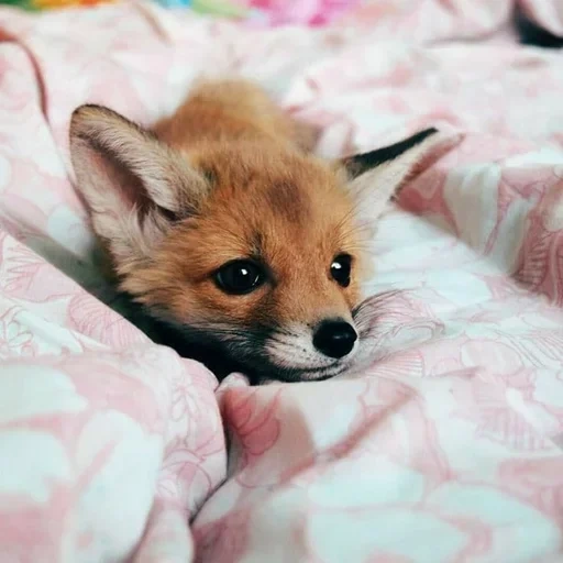 uk, fox, lovely fox, the fox is cute, little fox