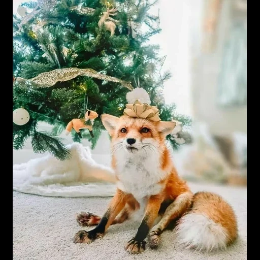 fox juniper, fox di capodanno, fox di capodanno, fox juniper new year, il servizio fotografico di capodanno con una volpe