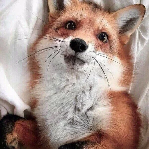 renard, fox fox, renard rouge, foxes drôles, fund fox