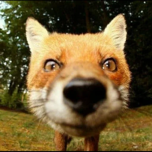 rubah, rubah rubah, rubah merah, funny fox, funny fox
