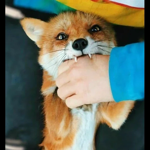 volpe, fox fox, rabbia, rabbia di volpe, fox fox
