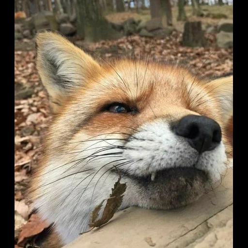 volpe, fox fox, mimi fox, volpe rossa, la volpe è soddisfatta