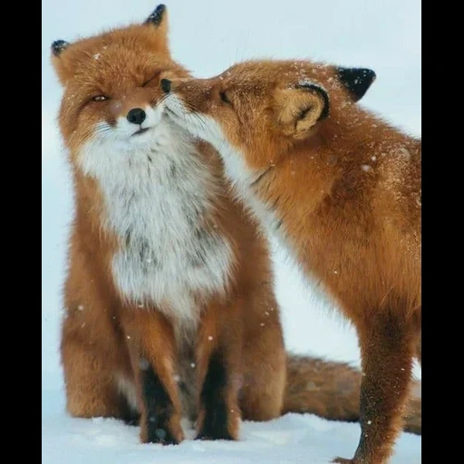 renard, deux renards, fox fox, le renard est sauvage, renard rouge