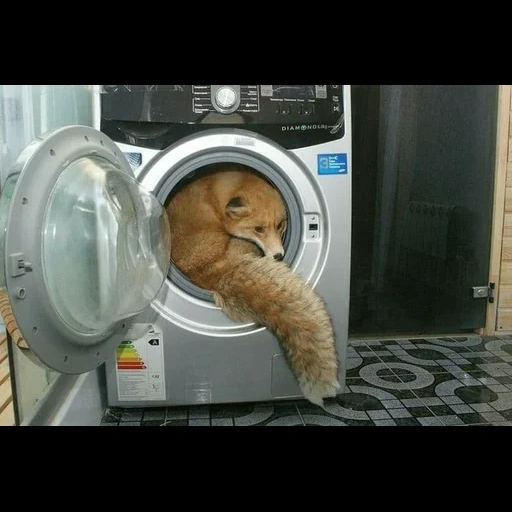 lavado de gatos, lavadora, gato de una lavadora, la broma de la lavadora, avestruce del coche de lavado