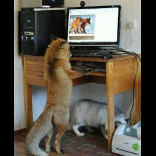 fox joke, home fox, the fox is making a computer, fox in front of the computer, funny jokes about animals