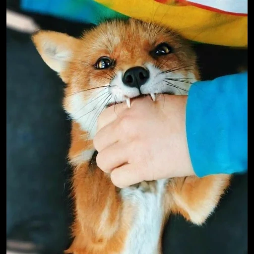 fox, fox fox, rabies, juniper the fox, fox rabies