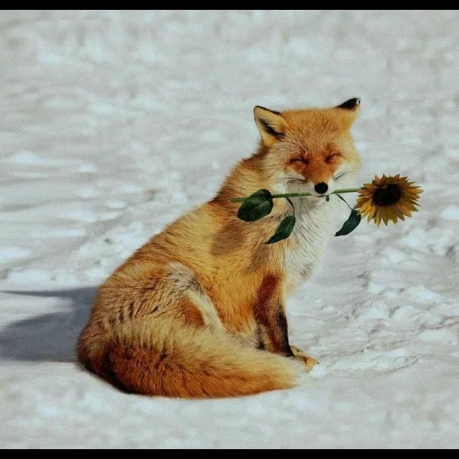 fox, raposa vermelha, primavera de raposa, grande amor, a raposa está caçando no inverno