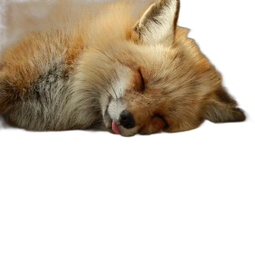 лиса, лиса лиса, спящая лиса, спящий лисенок