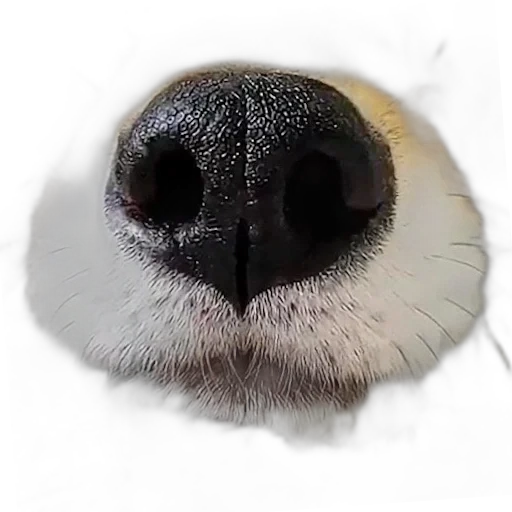 собачий нос, нос собаки спереди, отпечаток носа собаки, макросъемка собачий нос, нос собаки белой шерстью