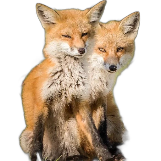 лиса, две лисы, рыжая лиса, моя лисичка, лисички животные