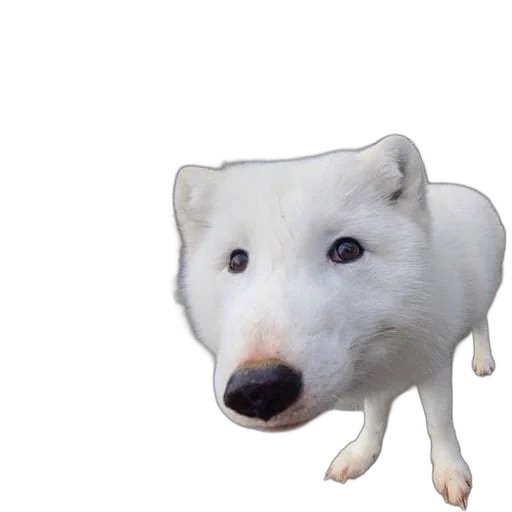 самоед собака, самоед волчий тип, белый волк игрушка, песце игрушка макдональдс