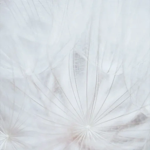 the background is white, organza is white, the picture is white, eurofine is white, tulle organza is white