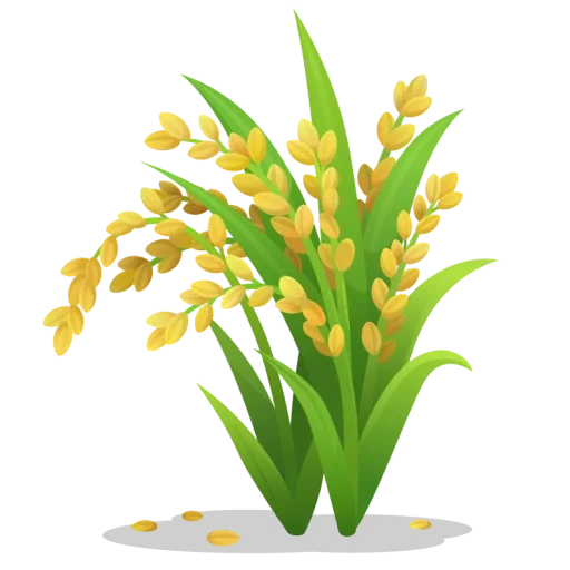 цветы, rice flower, рис freepik, мимоза цветок