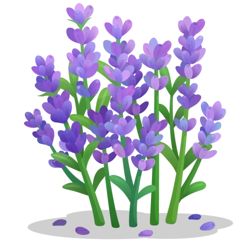 лаванда, лаванда цвет, цветы лаванда, lavender flower, лаванда иллюстрация