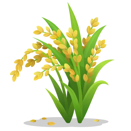 rice flower, рис растение, мимоза цветок, рис растение вектор, рис растение белом фоне