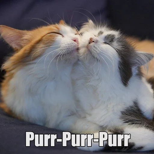 cats, cats, charmant phoque, embrassant le phoque, les chattes mignonnes sont drôles