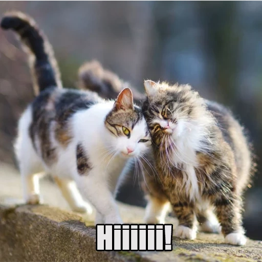 kucing, kucing, kucing uap, dua kucing, kitty bersama