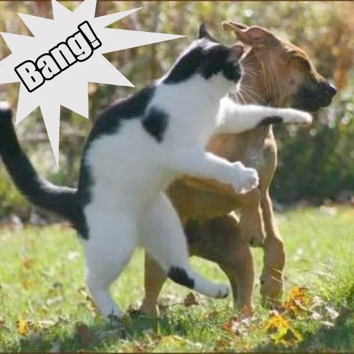 der kater, der hund ist ein tier, die katze ist gegen den hund, kämpfe katzenhund, lustige katzen des hundes