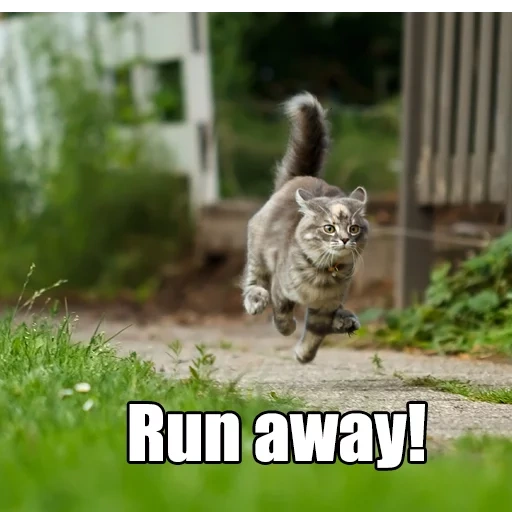 kucing, kucing, kucing berlari, menjalankan kucing, menjalankan kucing