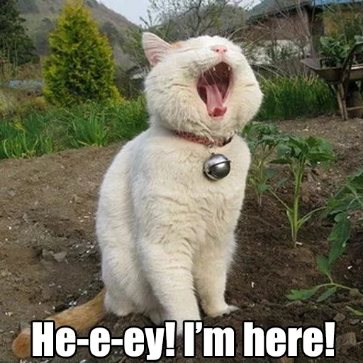 cat, kurt, cats are funny, funny cat, funny white cat