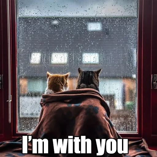 cats, cat rain, pleut par la fenêtre, pluie de chats par la fenêtre, cat fenêtre café pluie