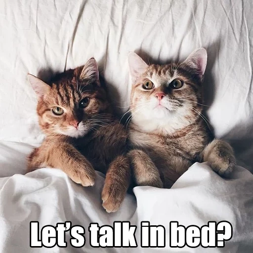 кот, котики, кот постели, парные котики, влюбленные котята