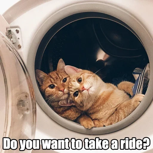 kucing, kucing lucu, kota mencuci, hewan lucu, kucing mesin cuci