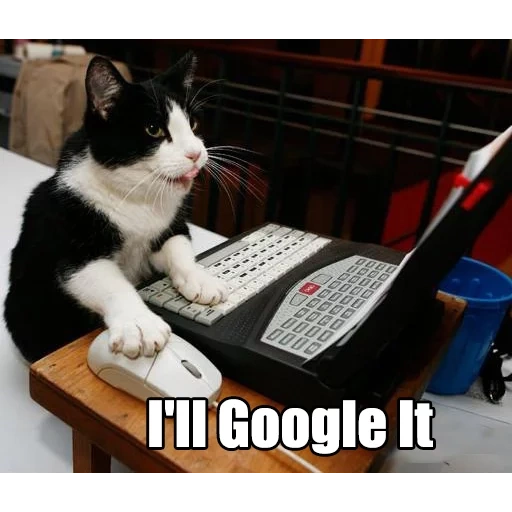 cats, cats, encoder le chat, internet pour chats, le chat derrière l'ordinateur