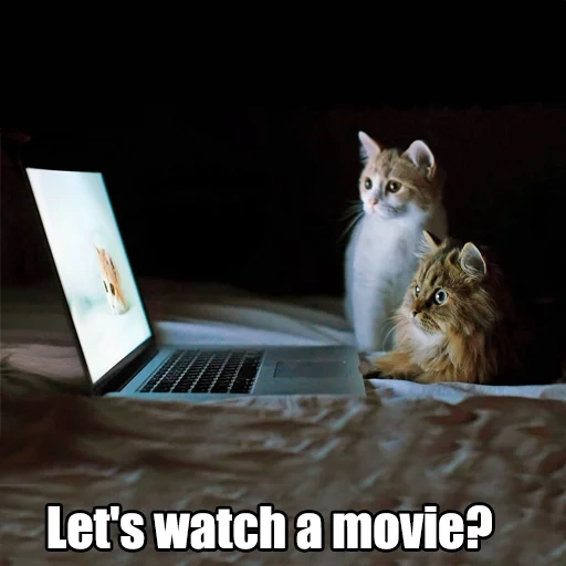 kucing, kucing, kucing, kucing adalah tablet, seekor kucing di laptop