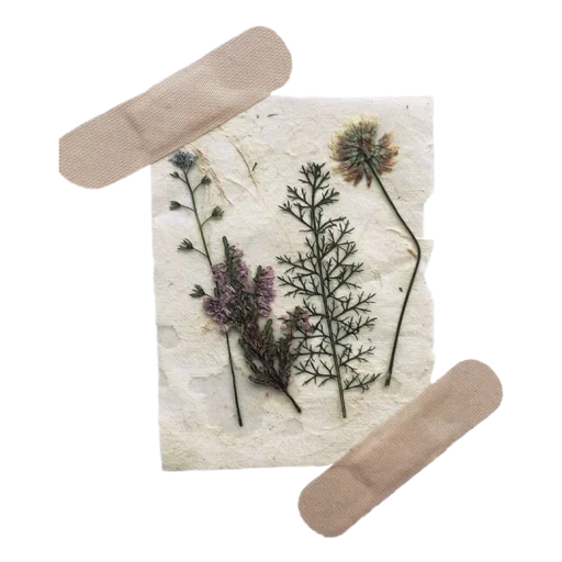 nature, plant, flowers with a patch, dried flowers, patch with flowers