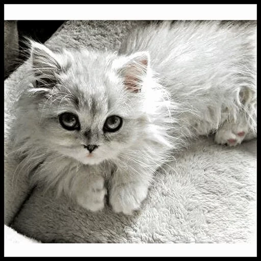 white kitten, the cat is fluffy, cute cats are white, white fluffy cat, the kitten is white fluffy