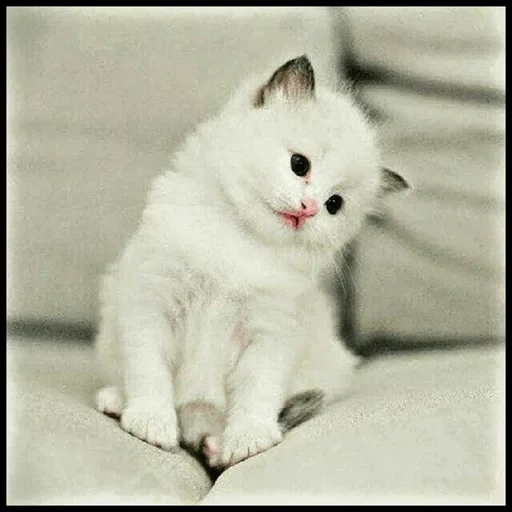 gattino bianco, simpatica foca bianca, kitty bianco carino, kitty little white, gattino peloso bianco
