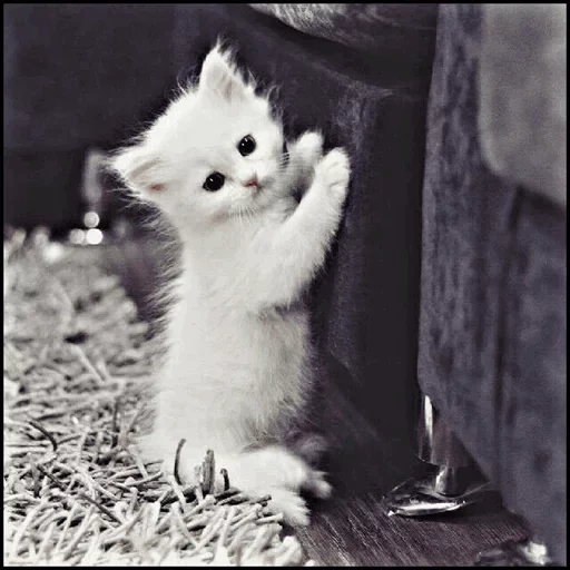 animals, the animals are cute, fluffy lump, white kitten of life, charming kittens