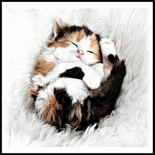 котики, спящий котик, спящий котенок, милые спящие котята, очаровательные котята