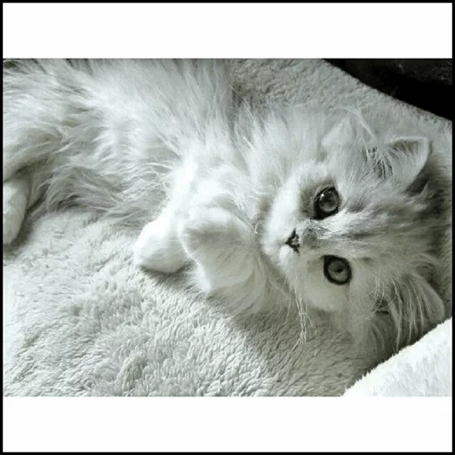 котенок белый, пушистый котенок, милые котики белые, белая пушистая кошка, котенок белый пушистый