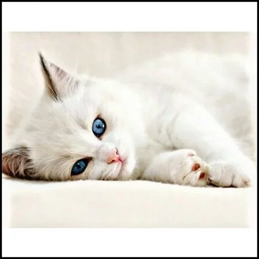 a cat, the cat is white, white kitten, white cat with blue eyes, white kitten with blue eyes